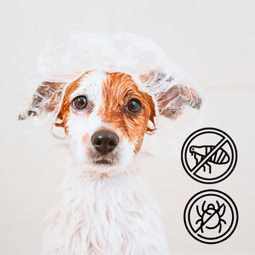 Sabonete Antiparasitário para Cães – Neem